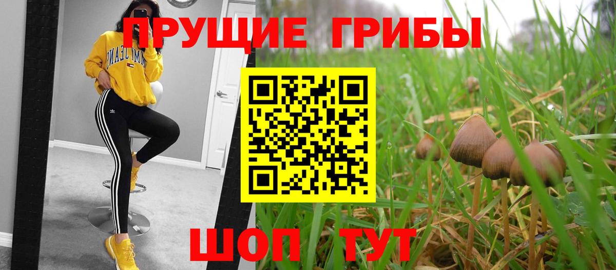Коряжма  Галлюциногенные грибы GOLDEN TEACHER  Псилоцибиновые грибы MAGIC MUSHROOMS  где купить   Вход с VPN 